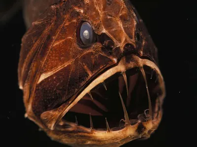Загадочная глубина: почему глубоководные рыбы выглядят как инопланетные  существа (фото). Читайте на UKR.NET