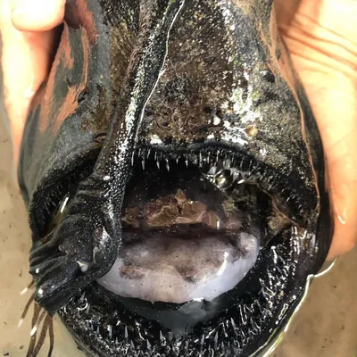 Посмотрите на эту редкую рыбу, которая улыбается как человек