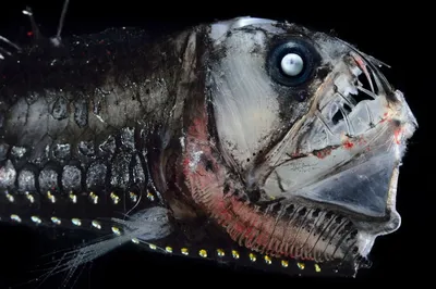 Рыба-чудовище была найдена на пляже в Калифорнии
