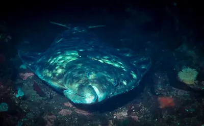 Кто обитает на дне океана: 10 новых чудовищ, попавшихся рыбаку из Мурманска