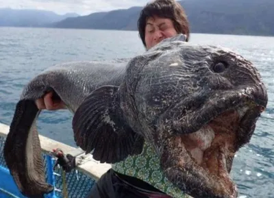 Рыбак выловил «монстра глубины» весом более 180 кг (фото) | РБК Life