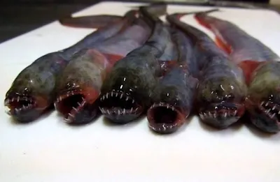Тригла: Орущая рыба с «ногами краба». Прикольный монстр из Чёрного моря |  Пикабу