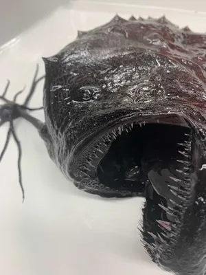 Рыба Удильщик - Монстр из морских …» — создано в Шедевруме