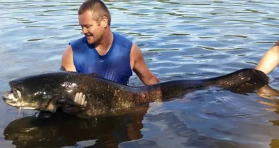 Глубоководный монстр: На берег выбросило редчайшую рыбу - Техно bigmir)net