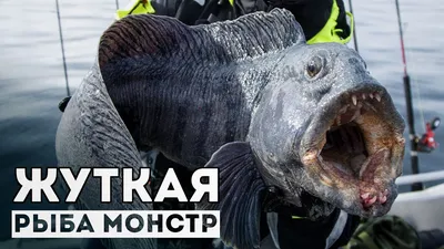 В США мужчина выловил ”рыбу-монстра”: 26 февраля 2013, 15:26 - новости на  Tengrinews.kz