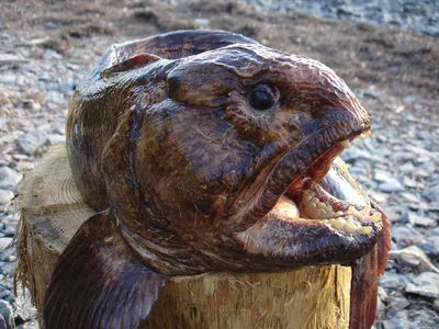 Рыбная ловля сома, рыба чудовища Стоковое Фото - изображение насчитывающей  гигантско, франция: 146161942
