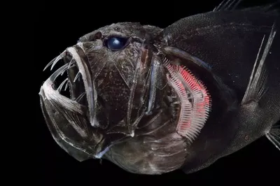 Рыба монстр урод из глубины …» — создано в Шедевруме
