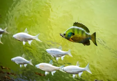 Картина Рыбы ᐉ Ляпко Катрина ᐉ онлайн-галерея Molbert.