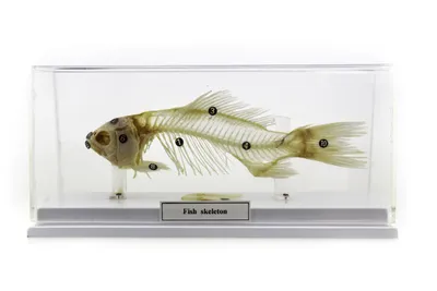 Маска рыбы латексная арт. 118 купить в Dakimaki