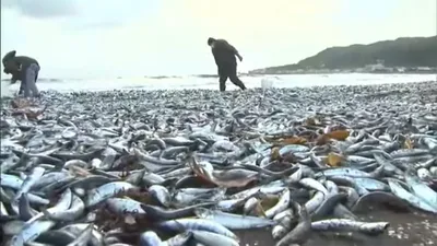 К побережью Японии прибило тысячи тонн мертвой рыбы. Видео | РБК Life