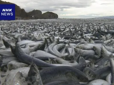 На берег японского острова выбросило тонны рыбы: Климат и экология: Среда  обитания: Lenta.ru