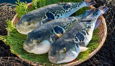 Самая ядовитая рыба в мире и её 7 имён | Givotniymir.ru | Дзен