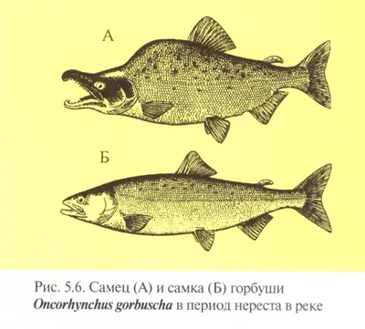 Дальневосточный лосось белого моря (горбуша) - Рыболовецкий Колхоз «Всходы  коммунизма»