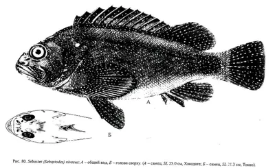 Японский бас-Lateolabrax моря Japonicus Стоковое Изображение - изображение  насчитывающей море, здорово: 38375301