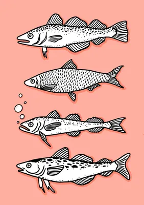 Рыба фугу - самый опасный японский деликатес. | Татьяна Тата | Дзен