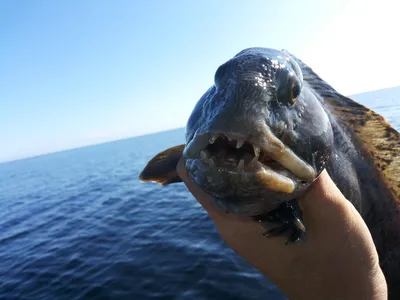 Не всегда полезный дар моря: 13 видов рыбы, которую лучше исключить из  рациона - Страсти