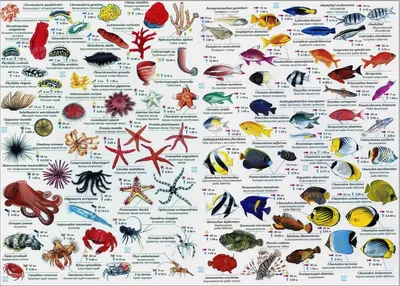Животный мир рифов Индийского океана Дебелиус Хельмут купить с доставкой в  интернет-магазине Cabomba.ru