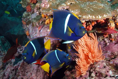 Рыбы красного моря - 65 фото