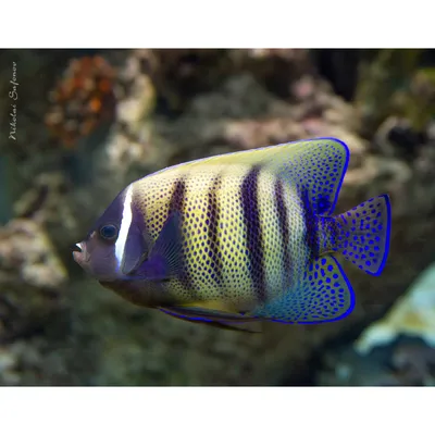 Рыбы индийского океана - 74 фото