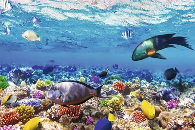 Рыбное место: справочник по самым известным рыбам Мальдивских островов |  Мир, гамарджоба | Дзен