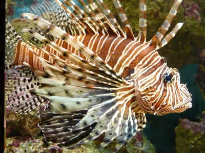 Egypt. Snorkeling with fish in the Red sea at Sharm-El-Sheikh.А теперь за  рыбами!Рифы Красного моря. - YouTube