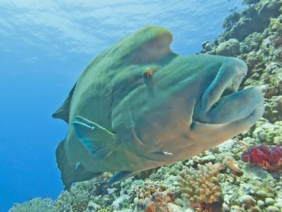 Рыбы красного моря - 65 фото