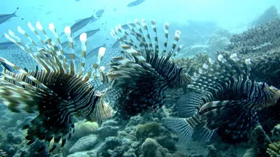 Рыбы индийского океана (59 фото) - 59 фото