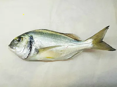 Рыбы израиля фото фотографии