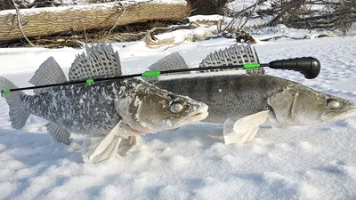 Рыбалка на Каме: виды рыб, зимняя и летняя ловля