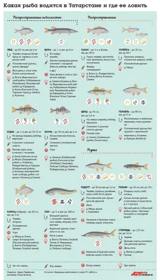 Какая рыба водится в Татарстане? Памятка-инфографика | ДОСУГ | АиФ Казань