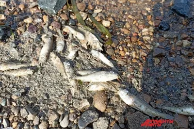 В Росрыболовстве назвали причину массовой гибели рыбы в Каме в Перми |  АиФ–Пермь | Дзен