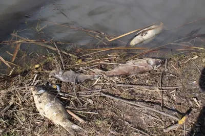 Это ужас»: жители встревожены из-за мёртвой рыбы, найденной на берегу Камы  | ПРОИСШЕСТВИЯ | АиФ Пермь