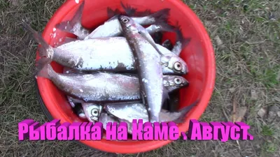 По факту массовой гибели рыбы в реке Каме прокуратура организовала проверку