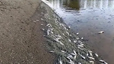 В Перми Росрыболовство назвало причину массовой гибели рыбы в Каме