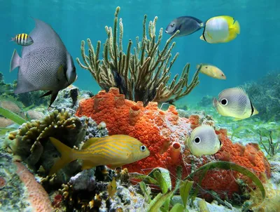 Тропические рыбы от карибского моря. Стоковое Изображение - изображение  насчитывающей жизнь, фантазия: 26838669