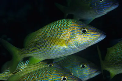 Рыбы Карибского моря. Сад угрей/Gorgasia sillneri - YouTube
