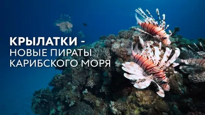 Фигурки-тянучки Sbabam Животные Повелители Карибского моря в ассорт. купить  в детском интернет-магазине ВотОнЯ по выгодной цене.