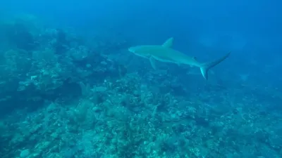 Свежевыловленная Рыба В Водах Карибского Моря Различные Виды Свежевыжатой  Рыбы Вотвот Будут Очищены И Подготовлены К Продаже Интенсивны — стоковые  фотографии и другие картинки Гваделупа - iStock