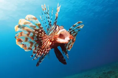 Фантастическая способность: единороговая рыба-невидимка сломала голову  ученым - ЗНАЙ ЮА