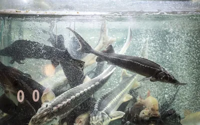 На Каспийском побережье Дагестана произошла массовая гибель рыбы