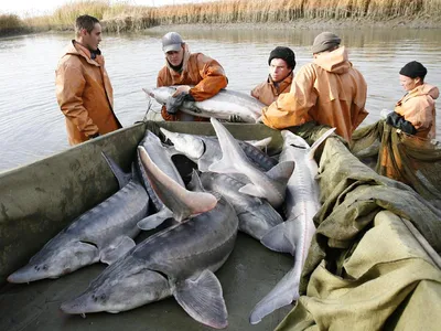 Каспийское море – Радио Искатель