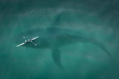 мертвая рыба. Каспийское море Стоковое Фото - изображение насчитывающей  голод, недостаток: 253493474