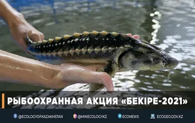 Каспийское море — Википедия