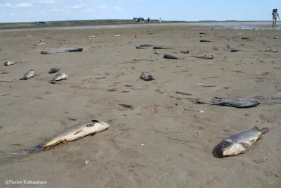 Запасы рыбы в Каспийском море сократились в сотни раз