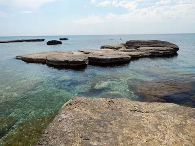 Кефаль в море погибла из-за... нехватки воды? — новости на сайте Ак Жайык