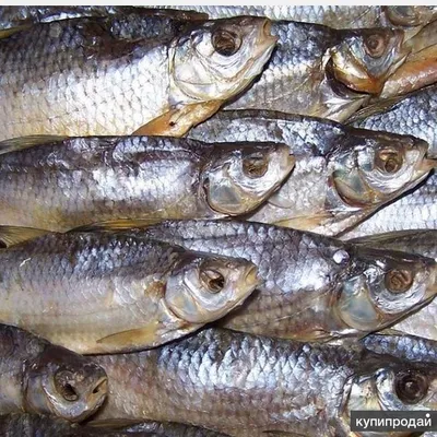 В Каспийское море выпущено свыше 200 тысяч рыб молоди русского осетра |  Информационный портал РИА \"Дагестан\"