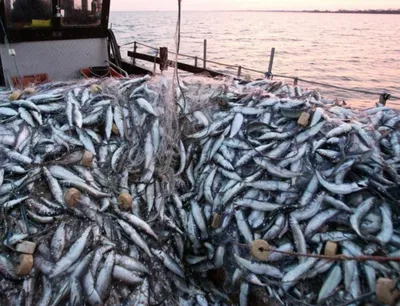 На азербайджанском побережье Каспия массово погибает рыба: Кто виновен в  этом?