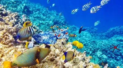Рыбы коралловых рифов фото фотографии