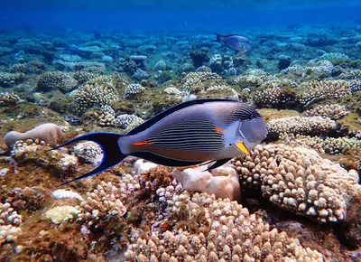 Рыбы красного моря шарм эль шейх фото фотографии
