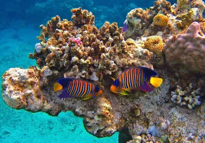 Рыбки красного моря (59 фото) - 59 фото